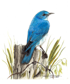 Artwork by Jane Beasley, Birds & Beasleys for the Great Backyard Bird Count