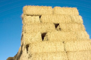 Hay and Shavings