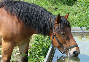 Français : Cheval en train de boire. English: ...