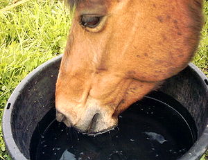 Lewitz-Pony „Anna“ an der Tränke