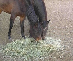 Two horses eating hay