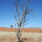 dead-tree-in-dry-field