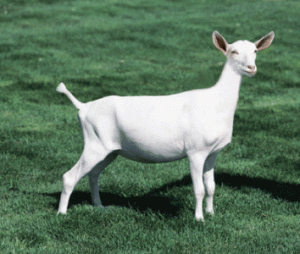 Kidding Tips: Goat Tips. White goat.