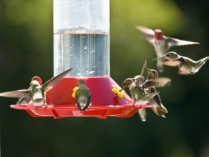 hummingbird-feeder