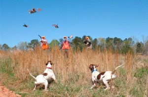 10 tips for your hunting dog - Foreman's General Store