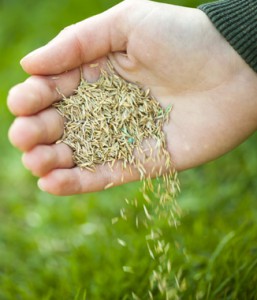 ryegrass seed