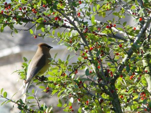 Cedar Wax Wing