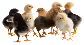 baby chicks