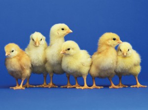 baby chicks 2