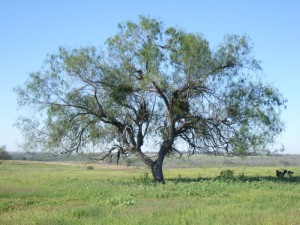 Tree Care and Weathering Storms