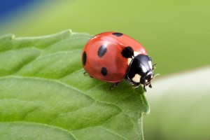 Ladybugs Are Here!. Ladybug on leaf.