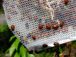 Lady Bugs Bring Luck to Your Garden. Bag of lady bugs in garden.