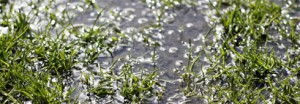 Wet Weather Lawn Care Tips