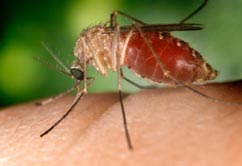 mosquito, save on Special on Mosquito Products