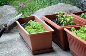 Container Gardens