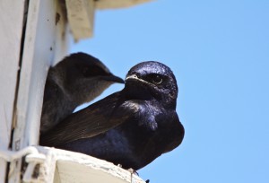 purple martins