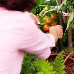June Gardening Tips - harvest tomatoes