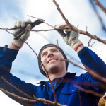 January Garden Tips - prune your trees