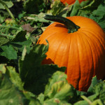 October Gardening Tips