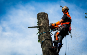 Stihl MS 201 T C-M Chainsaw