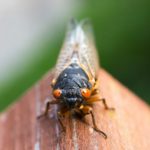 Cicada Killer Wasps