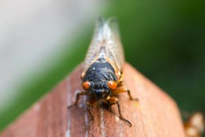 Cicada Killer Wasps