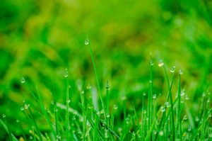 Fall Lawn Fungus