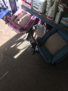 dog and cat beds on a shelf at Foreman's General Store.