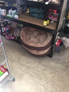 dog and cat beds on a shelf at Foreman's General Store