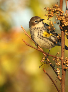 Wildbird Seed