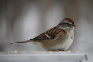 Concrete Bird Bath | Foreman's General Store