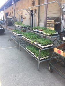 Vegetable Plants | Foreman's General Store