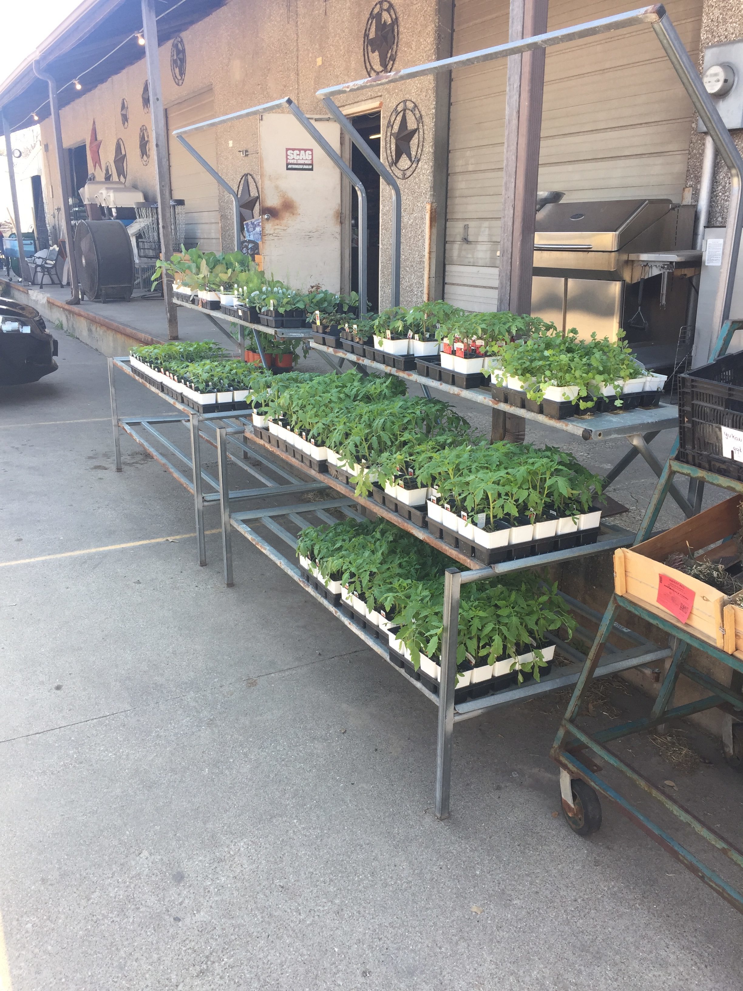 Vegetable Plants Are Here :: Foreman's General Store