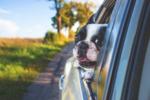 Summer Pet Care | Foreman's