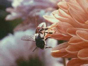 Ground Nesting Bees | Foreman's General Store