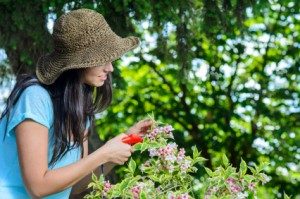 Pruning Trees, Plants and vegetables