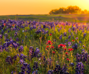 september garden tips from Foreman's General Store