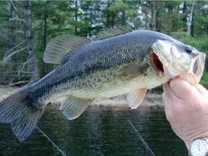 It’s pond stocking time in Colleyville, TX! Dunn’s Fish Farm visits Foreman's General Store on Friday, April 1, 2022, at 8:00 a.m.