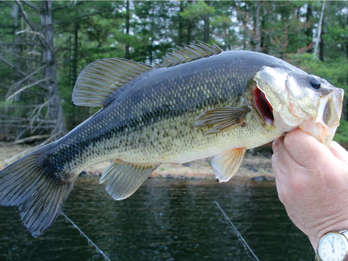 stocking large mouth bass in your pond or lake