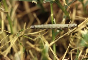 all armyworms