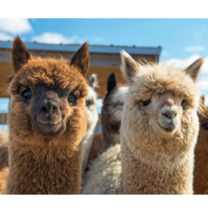 Exotic Animal Feeds. Two llamas.