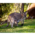 Exotic Feeds | Kangaroos