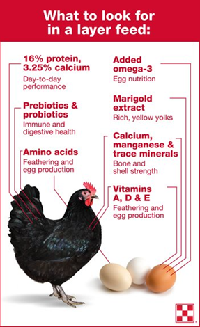 what to look for in chicken layer feed
