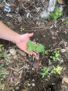 cucumber planted in the ground