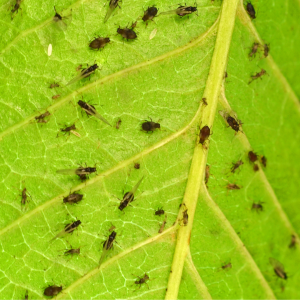 Aphids on a leaf
