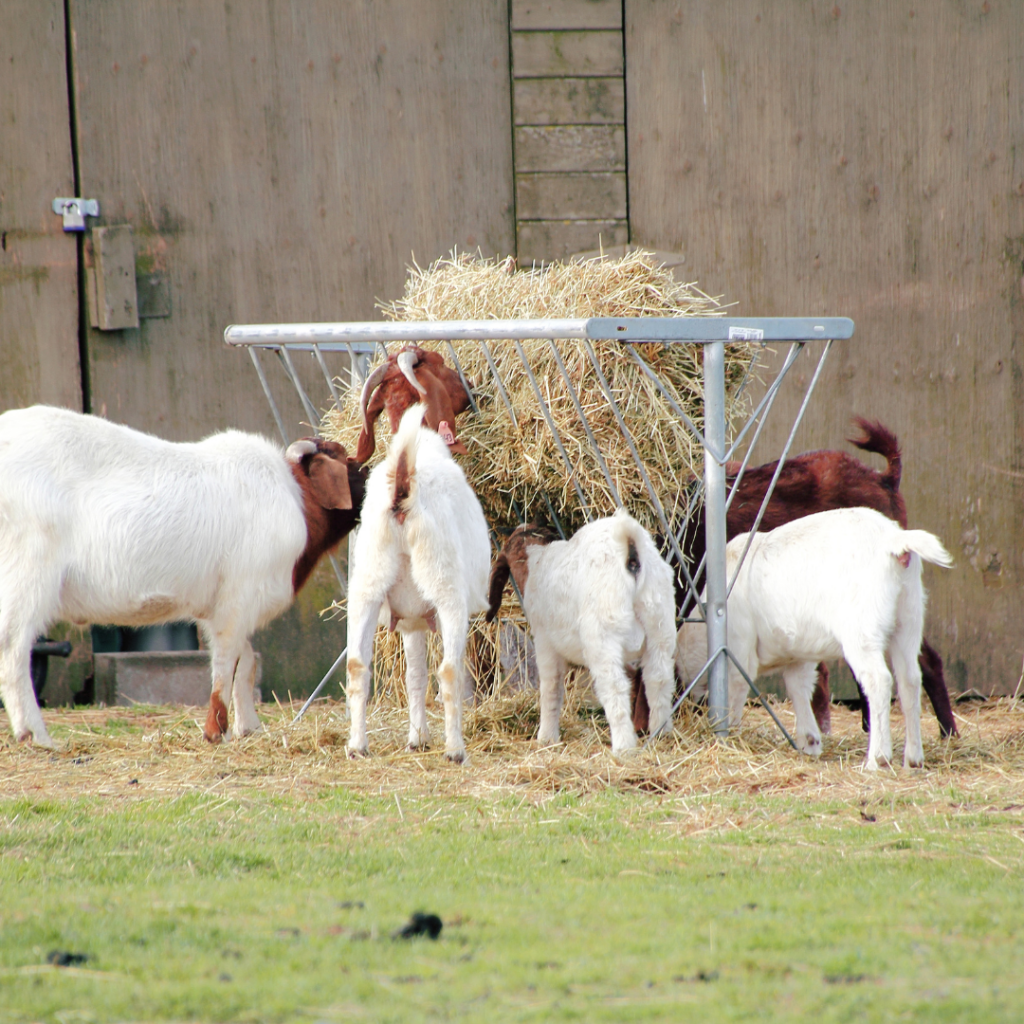 Hay Feeder Benefits