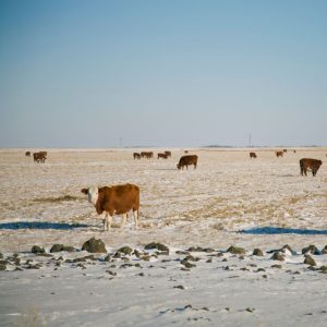 cattle standing in snow