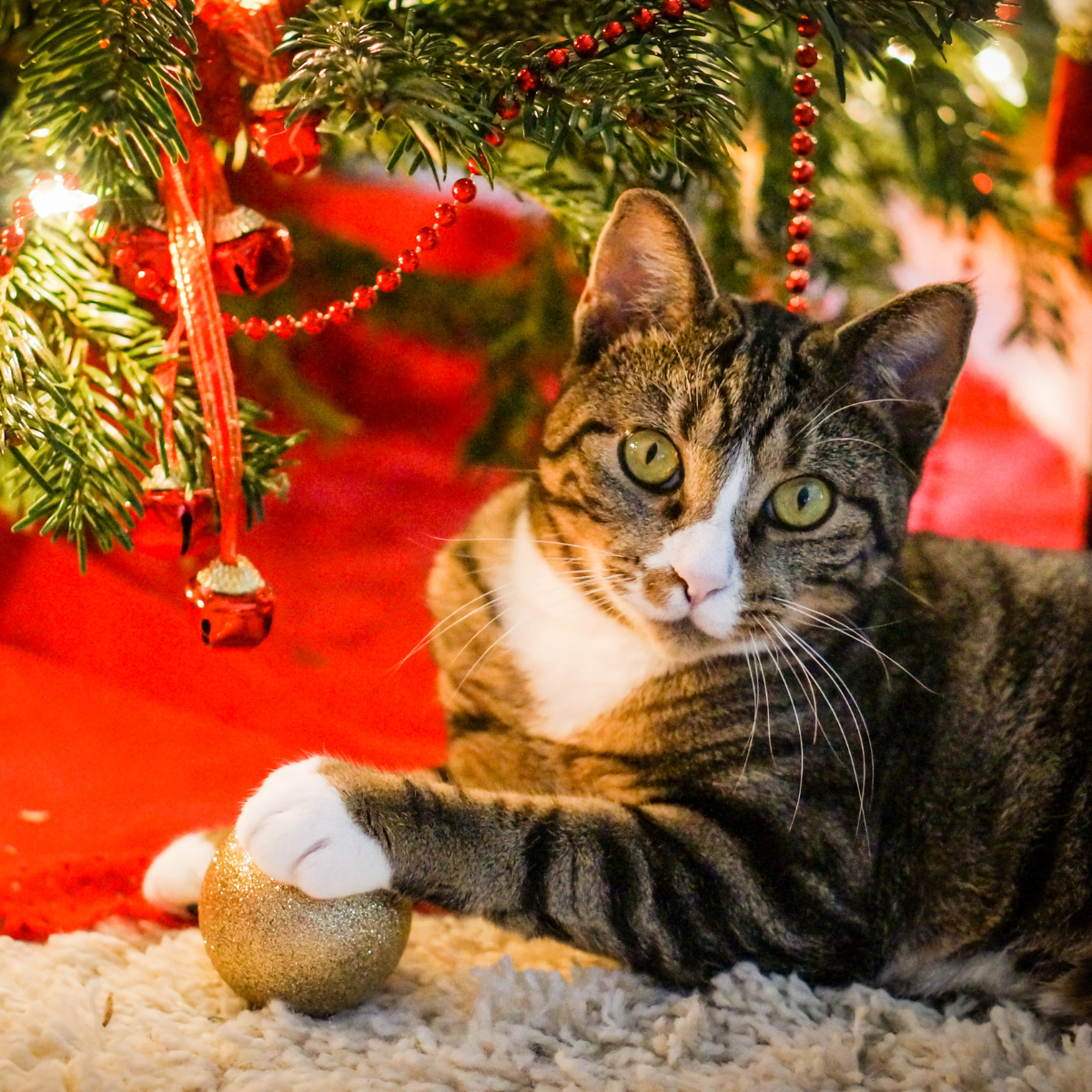 Cat with Ornament by Christmas Tree