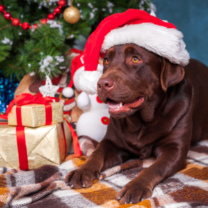 Lab lying down by Christmas tree and presents