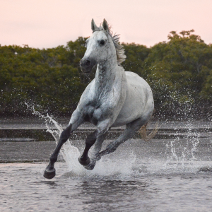 horse galloping through water